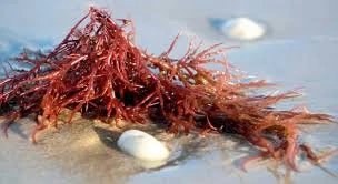 Agar