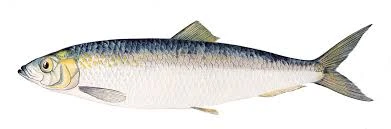 Herrings