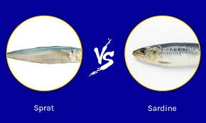 Sardines & Sprats