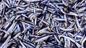 Anchovies
