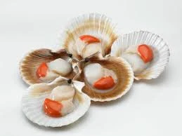 Scallop Shellfish