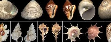 Other molluscs
