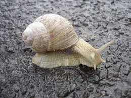 Land Snails