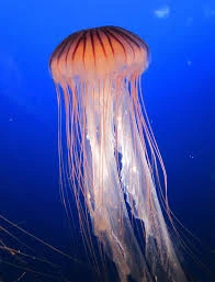 Jellyfish