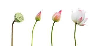 Flower Buds