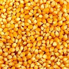 Maize (Corn)